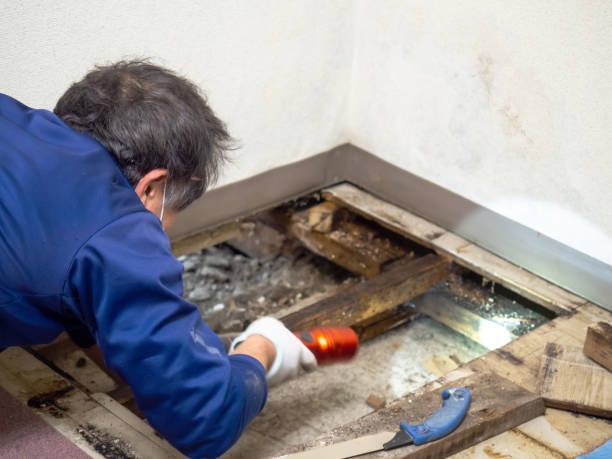 Best Mold Testing  in Anza, CA