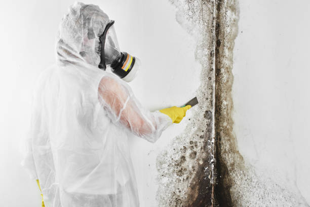 Best Attic Mold Removal  in Anza, CA