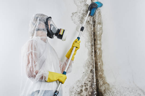 Anza, CA Mold Removal Company