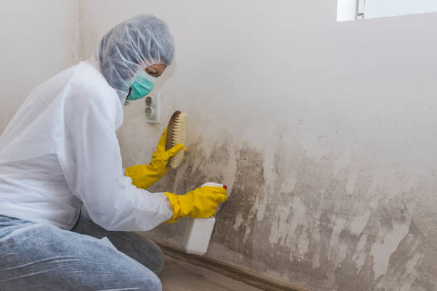 Best Affordable Mold Removal  in Anza, CA