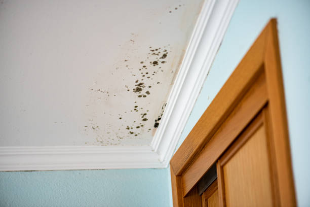 Best Mold Damage Repair  in Anza, CA