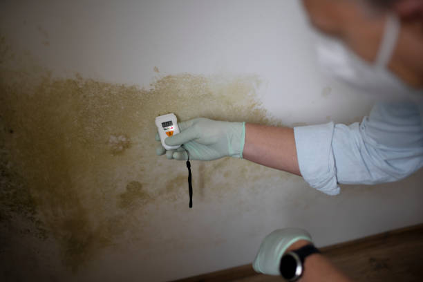 Best Office Mold Removal Services  in Anza, CA