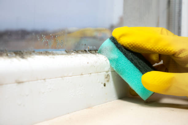 Best Office Mold Removal Services  in Anza, CA
