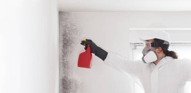 Certified Mold Removal in Anza, CA
