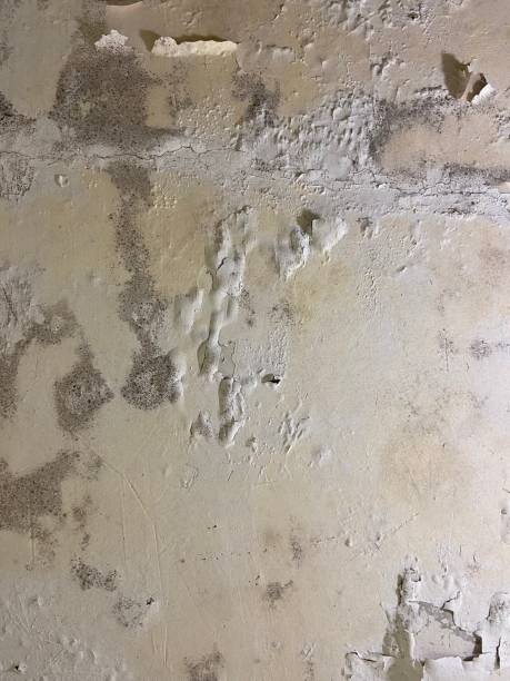 Best Mold Testing and Removal  in Anza, CA