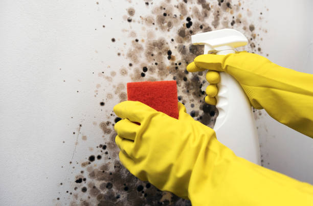 Best Certified Mold Removal  in Anza, CA