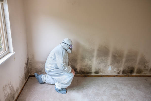 Best Crawl Space Mold Removal  in Anza, CA