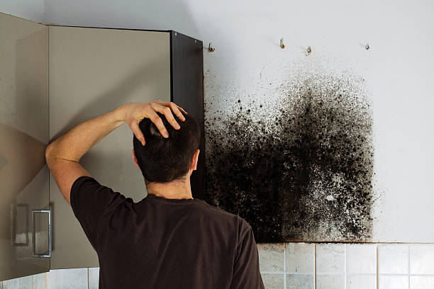 Best Mold Testing and Removal  in Anza, CA