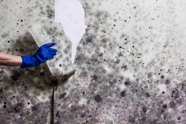 Best Mold Testing  in Anza, CA