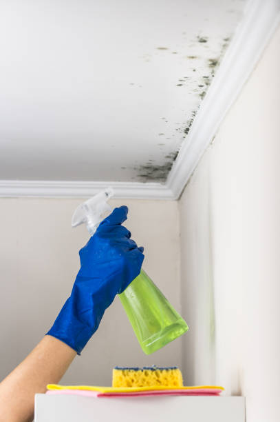 Best Certified Mold Removal  in Anza, CA