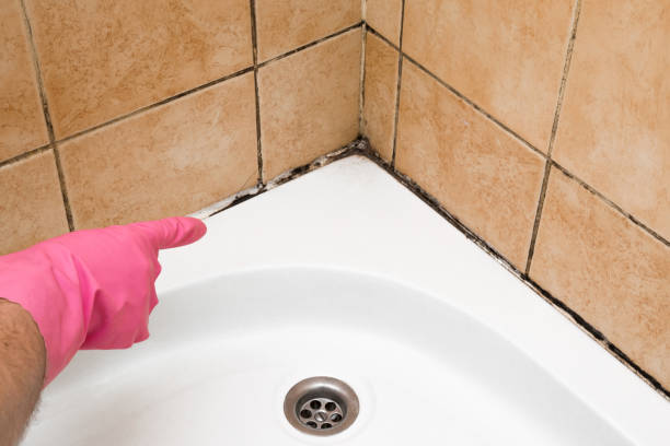 Crawl Space Mold Removal in Anza, CA